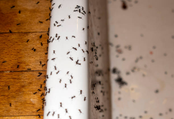  North Richmond, CA Pest Control Pros