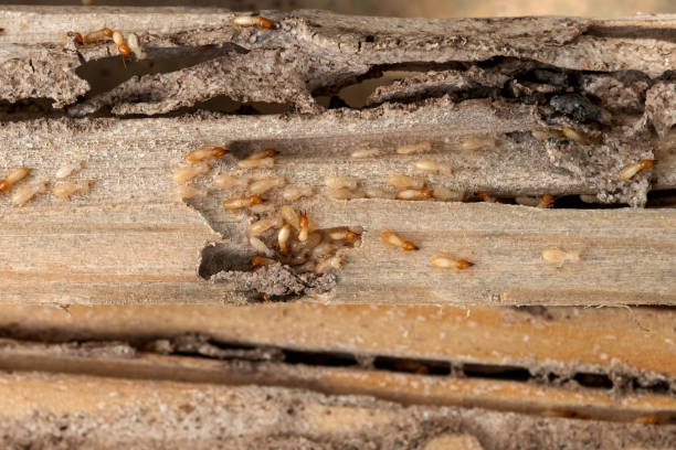 Best Mosquito Control Services  in North Richmond, CA
